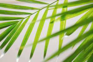 Palm Sunday - March 29, 2026 Palm Sunday, March 29th, 2026