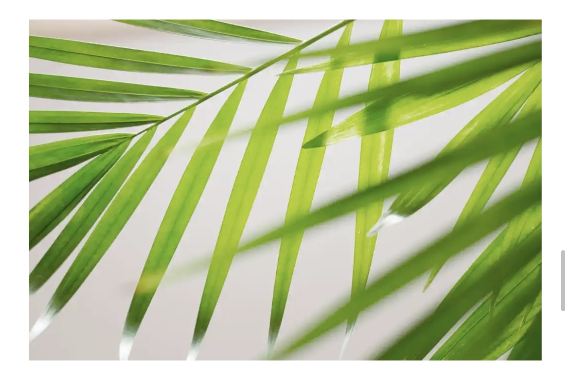 Palm Sunday Service 03/29/26
