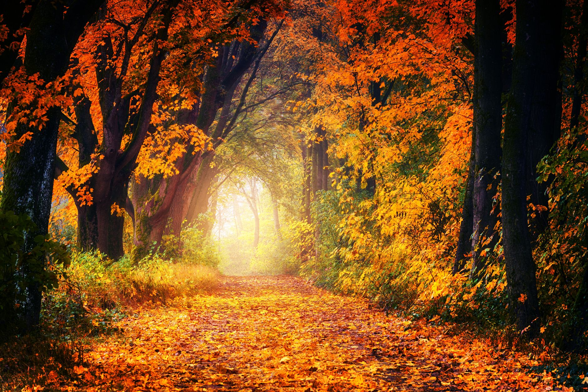 photography of maple trees