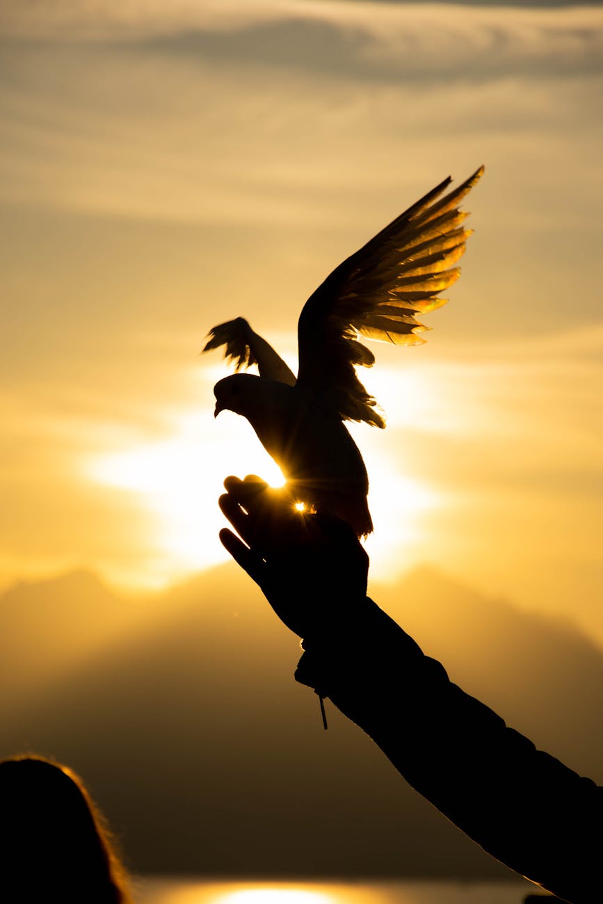 silhouette of pigeon on hand against sunlight